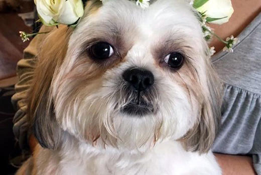 bella dogwed